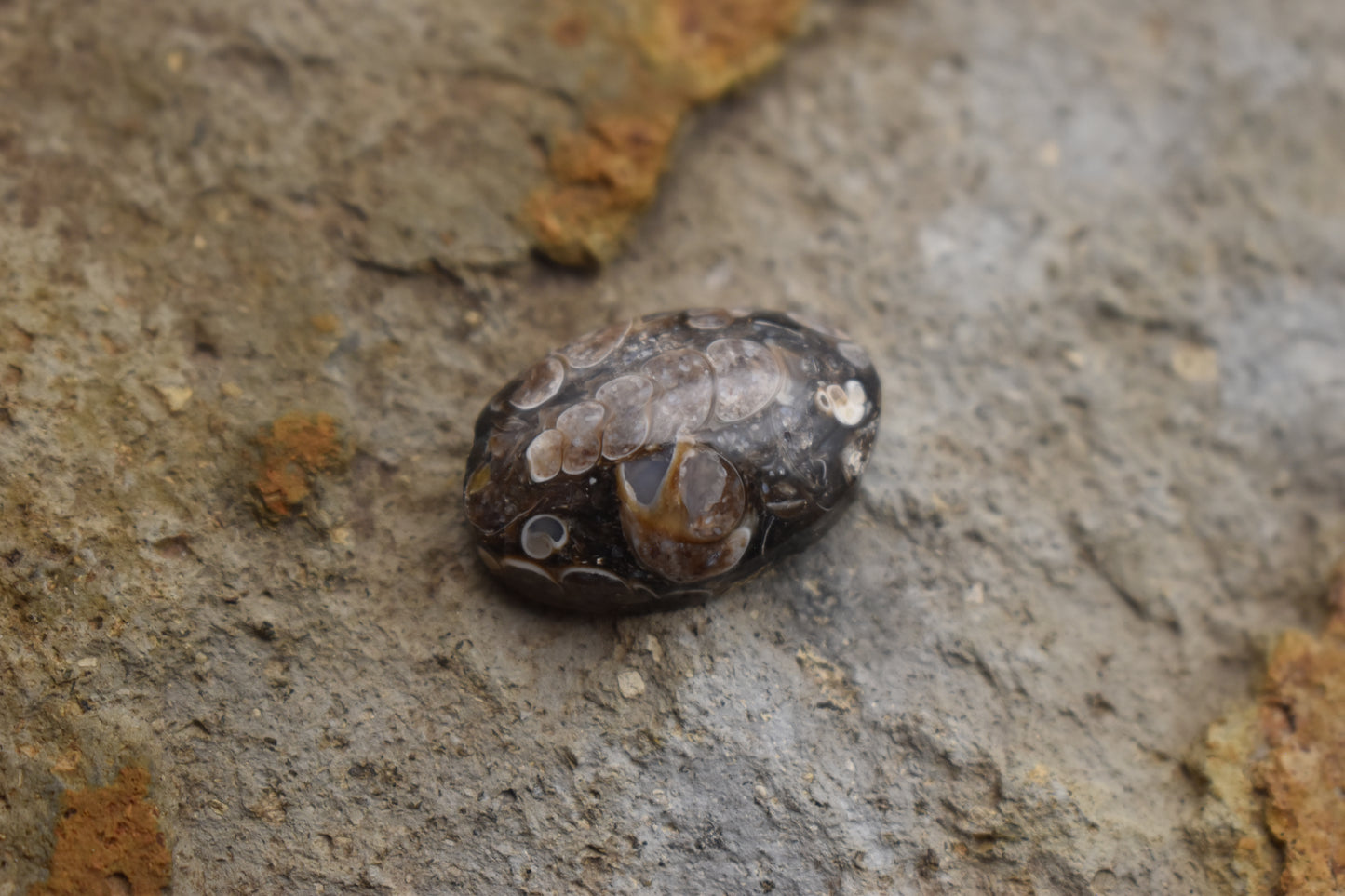 Turritella Agate Oval with Fossil 25.1x17.2x8.7