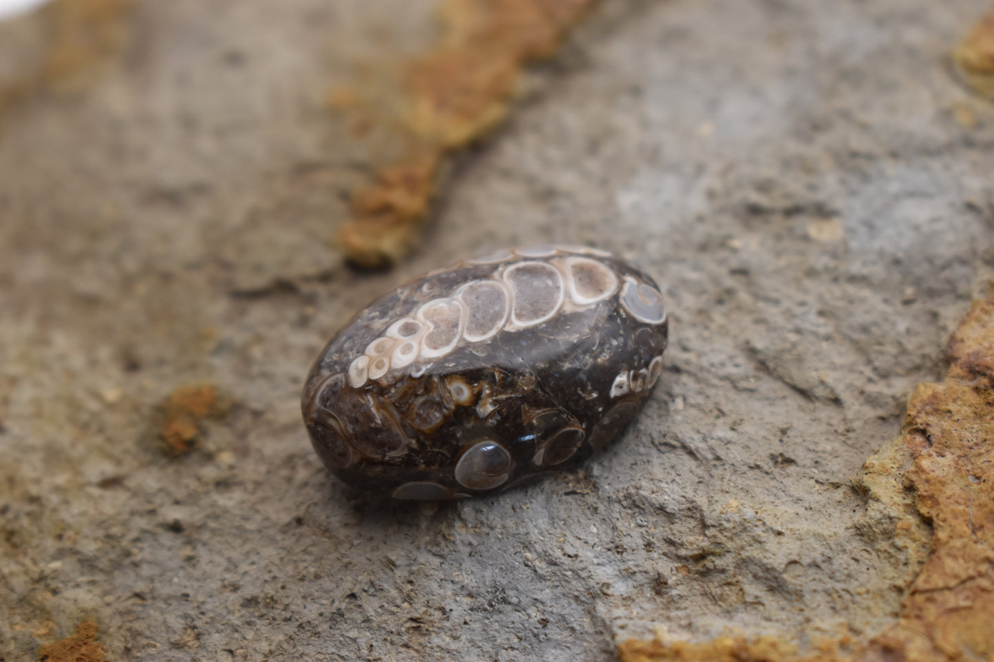 Turritella Agate Oval with Fossil 30x 20x 9.6