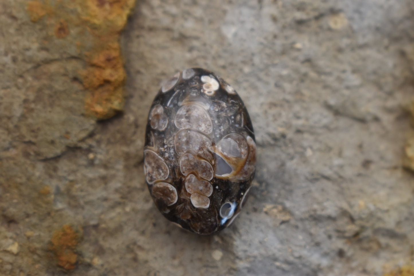 Turritella Agate Oval with Fossil 25.1x17.2x8.7
