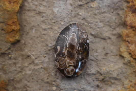 Turritella Agate Oval with Fossil - 23.9x15x7.5