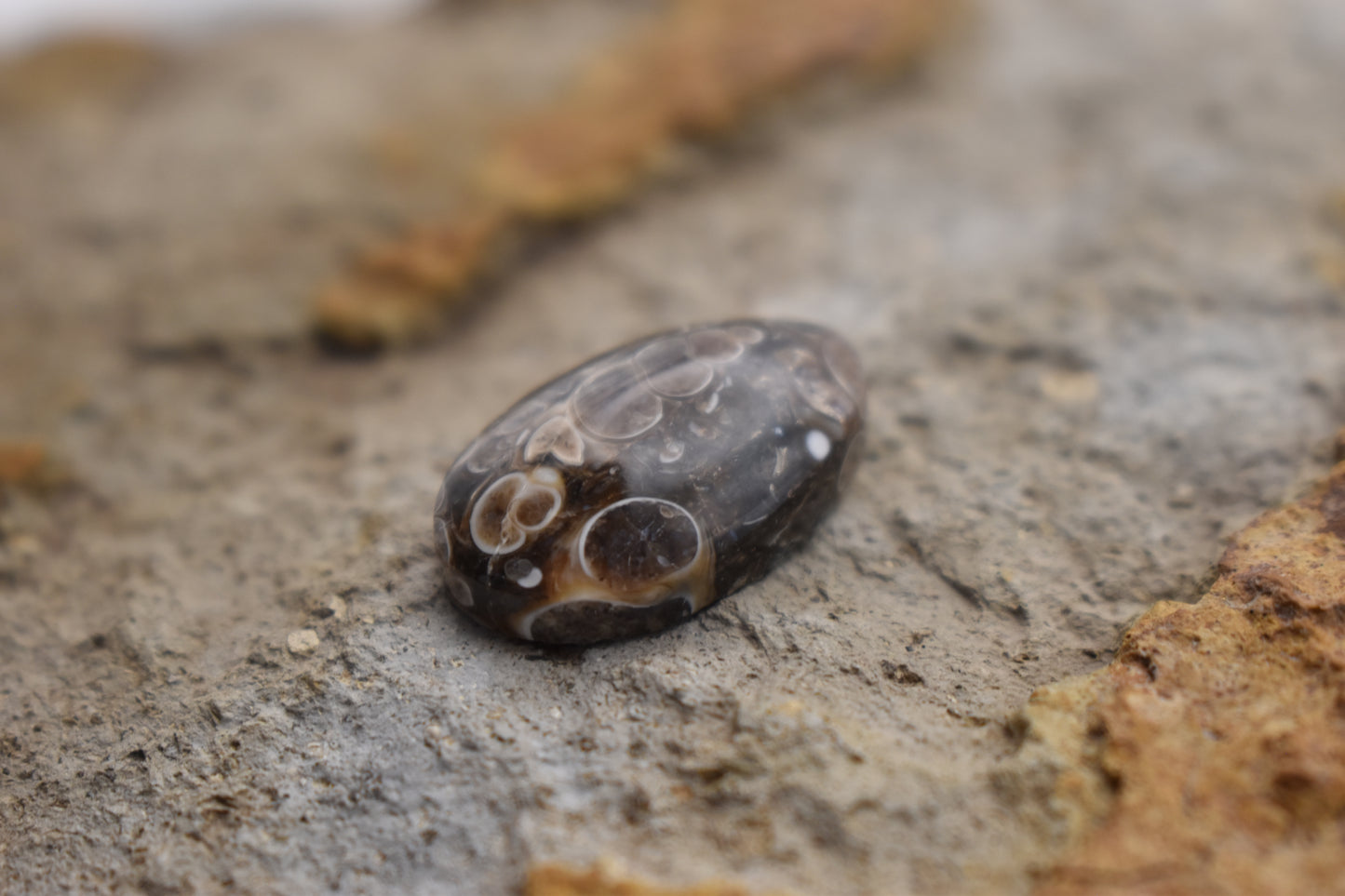 Turritella Agate Oval with Fossil - 23.9x15x7.5
