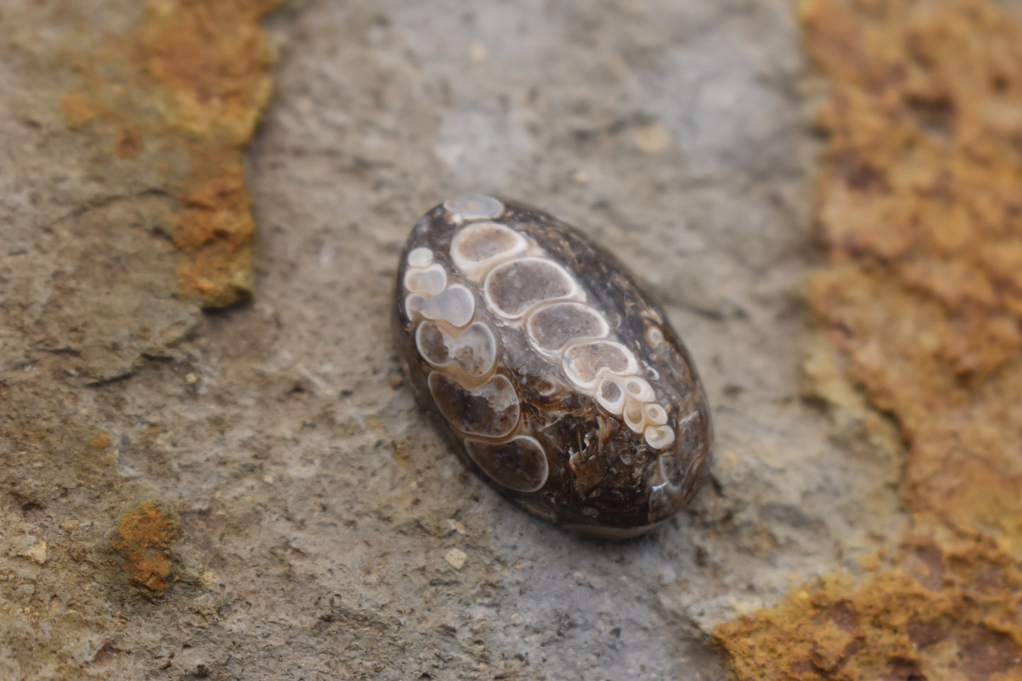 Turritella Agate Oval with Fossil 30x 20x 9.6