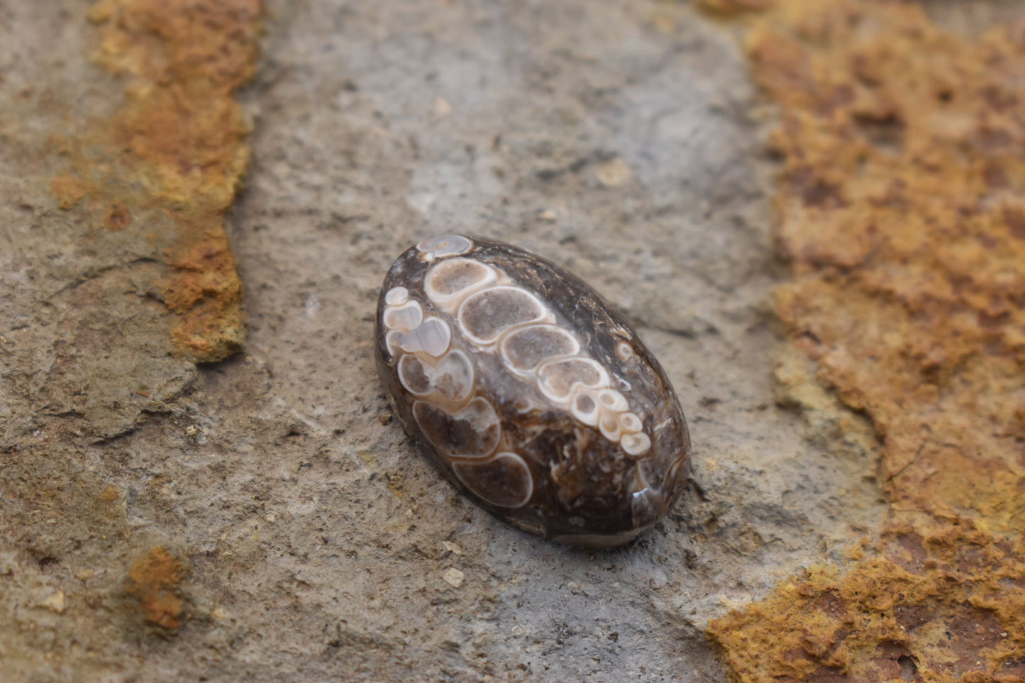 Turritella Agate Oval with Fossil 30x 20x 9.6