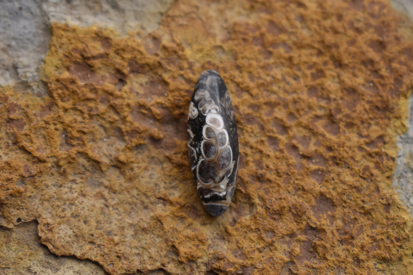 Turritella Agate Oval with Fossil 26.7x9.2x 6.7
