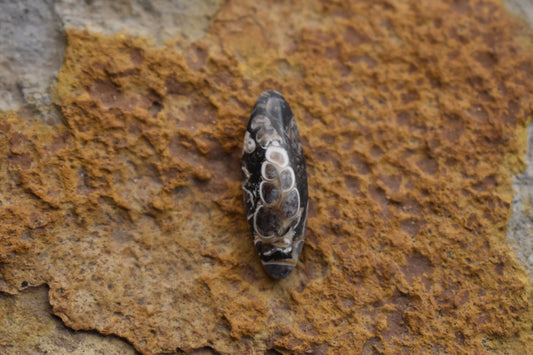 Turritella Agate Oval with Fossil 26.7x9.2x 6.7