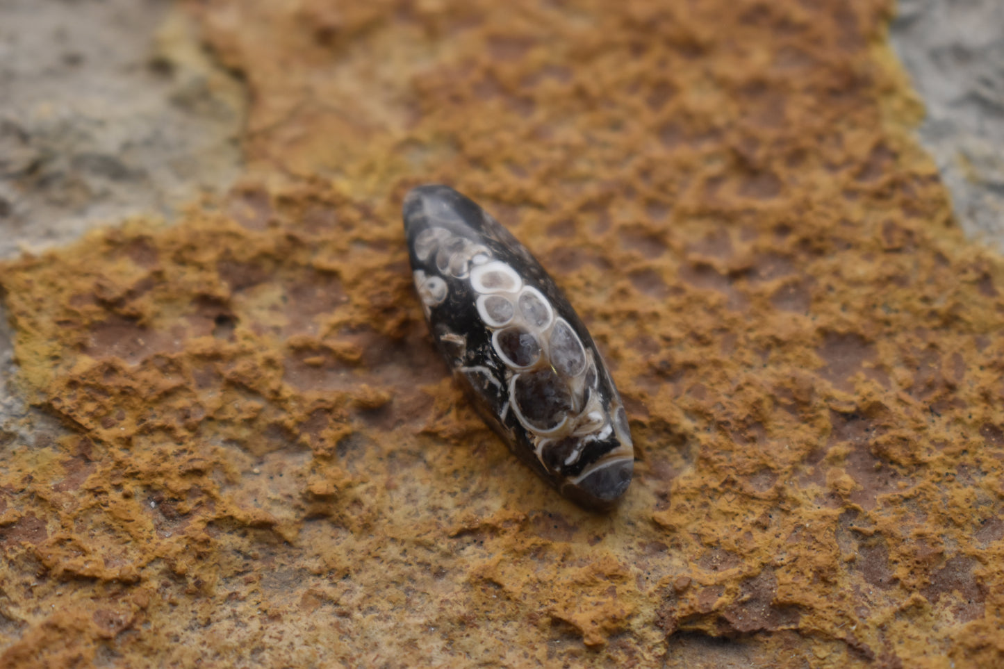 Turritella Agate Oval with Fossil 26.7x9.2x 6.7